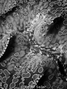 Tridacna maxima b/w by Beate Seiler 